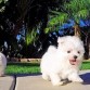  Cachorros Bichon Maltes en adopcion. Estos juguetones macho y hembra cachorros son 11 semanas todo listos para sus nuevos hogares. Ellos son vacunados, veterinario comprobado, desparasitada y tengo todos los registros veterinario. Han tomado sus vacunas y ahora listo para un nuevo hogar. Son muy suaves con paciente con otros perros y niños, harán una maravillosa adición a cualquier familia. Contactar ahora....
